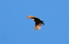 Anthus