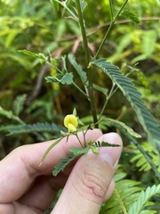 Aeschynomene sensitiva