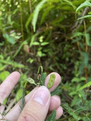 Aeschynomene sensitiva