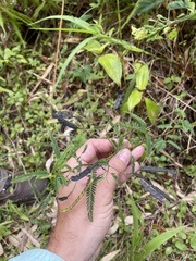 Aeschynomene sensitiva