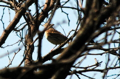 Anthus