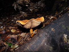 Cortinarius castoreus