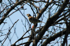Anthus