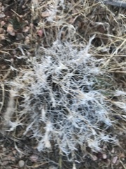 Dasyochloa pulchella