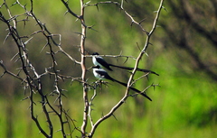 Tyrannus savana