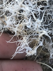 Dasyochloa pulchella