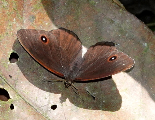 Praepronophila perperna