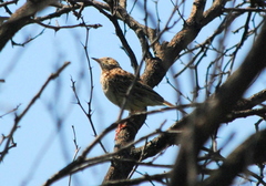 Anthus