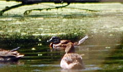 Nomonyx dominicus