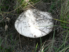 Termitomyces reticulatus