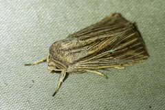 Leucania porphyrodes