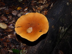 Cortinarius castoreus