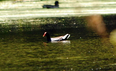 Gallinula galeata