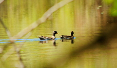 Anas flavirostris