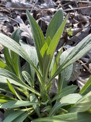 Lithospermum latifolium