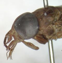 Philipotabanus