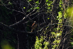 Parabuteo unicinctus