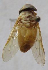 Chlorotabanus inanis