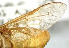 Chlorotabanus inanis