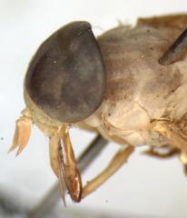 Chlorotabanus inanis