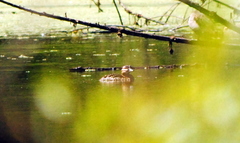 Nomonyx dominicus