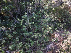 Holodiscus discolor microphyllus