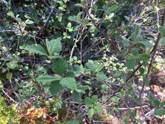 Holodiscus discolor microphyllus