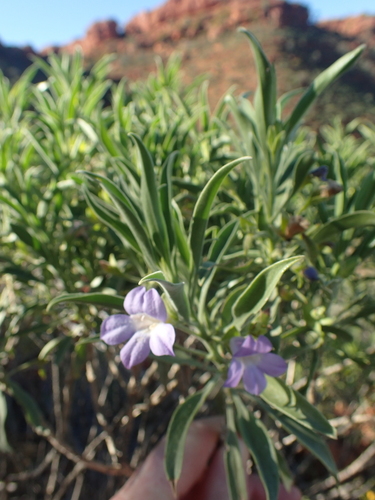 Image of Limestone Fuchsia (Eremophila freelingii) by (c) ronavery, some rights reserved (CC BY)