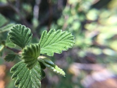 Holodiscus discolor microphyllus