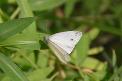 Pieris ergane