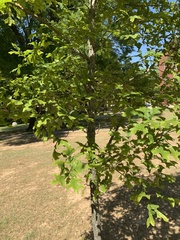 Quercus