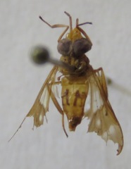 Chrysops variegatus