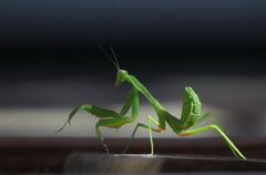 Sphodromantis viridis
