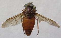 Tabanus importunus