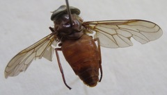 Tabanus importunus