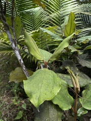 Miconia serrulata