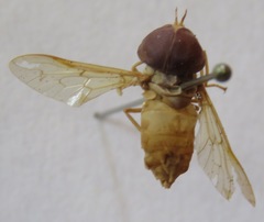 Chlorotabanus inanis