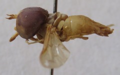 Chlorotabanus inanis