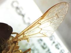 Chlorotabanus inanis