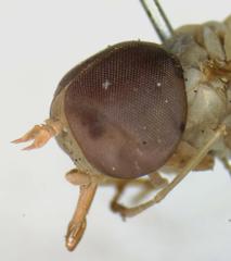 Chlorotabanus inanis