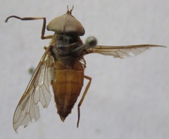 Tabanus colombensis
