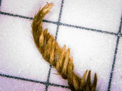 Homalothecium arenarium