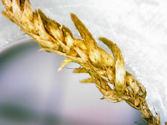 Homalothecium arenarium