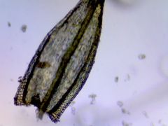 Homalothecium arenarium