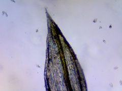 Homalothecium arenarium