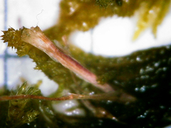 Homalothecium arenarium