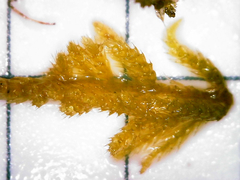 Homalothecium arenarium