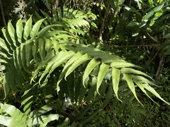 Meniscium reticulatum