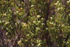 Diosma acmaeophylla