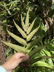 Meniscium reticulatum